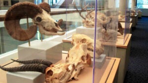 glass display cases filled with various skulls at San Diego Natural History Museum in San Diego, California, USA